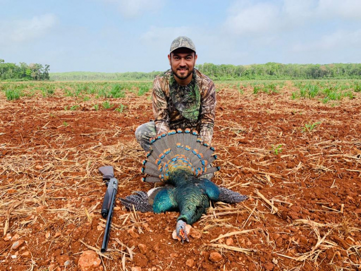 Ocellated Turkey from Campeche